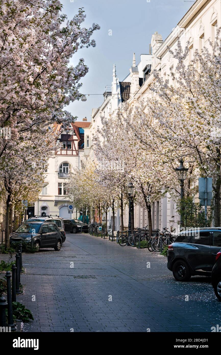 White cherry blossom in a street with old houses in the city of Bonn. Stock Photo