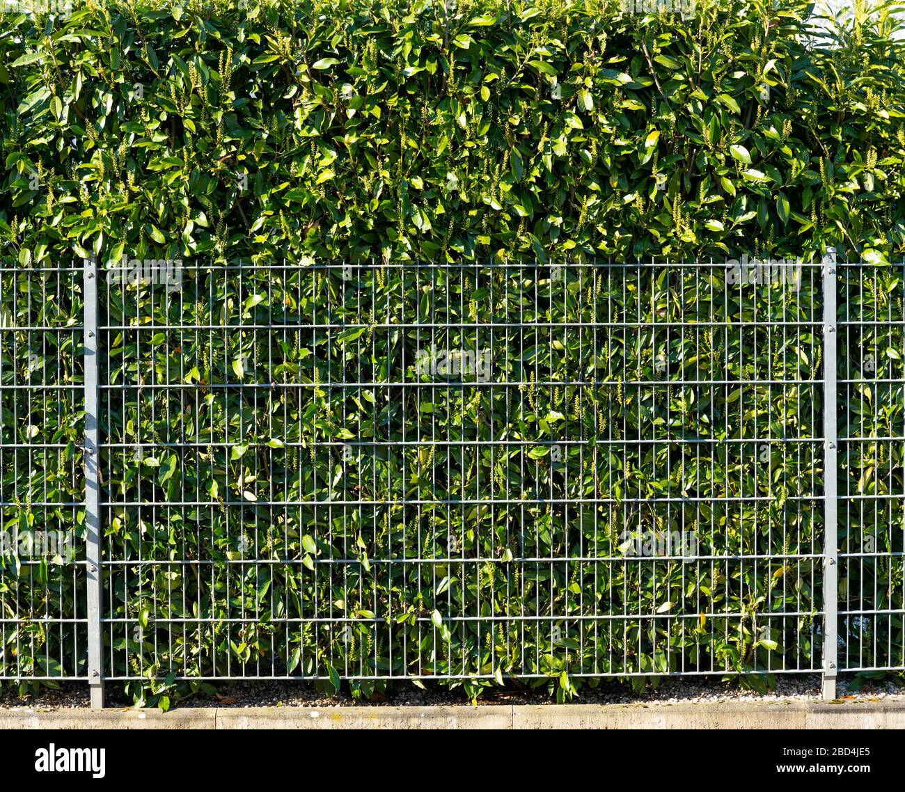 What Is Hedge Fence At Jerry Rounds Blog