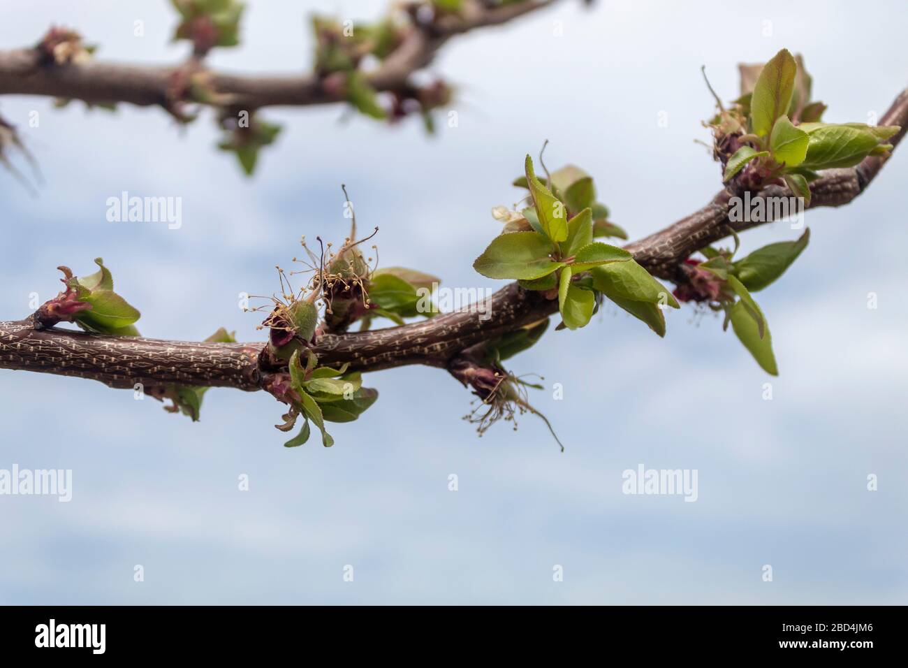 Apricot Branch With Small Fruits Close Up Stock Photo