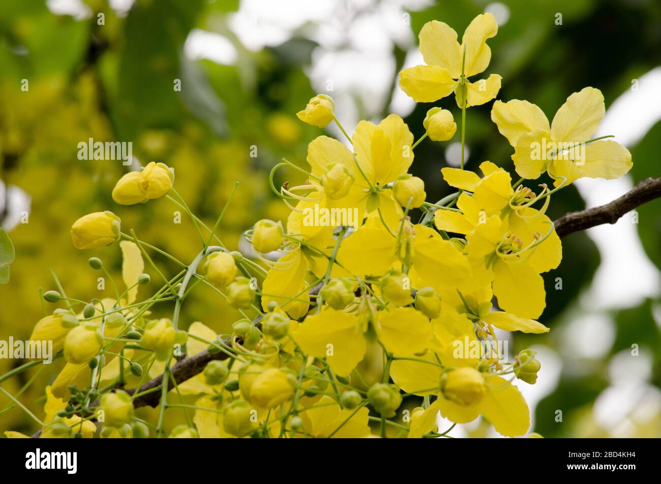 National tree of thailand hi-res stock photography and images - Alamy