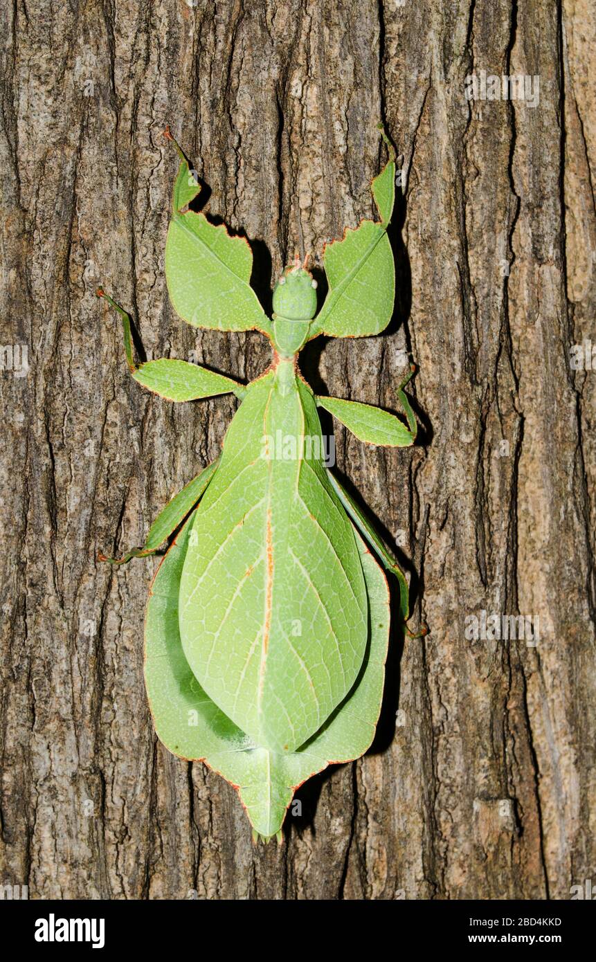 Phyllium bioculatum have extremely flattened, irregularly shaped bodies, wings, and legs. Stock Photo
