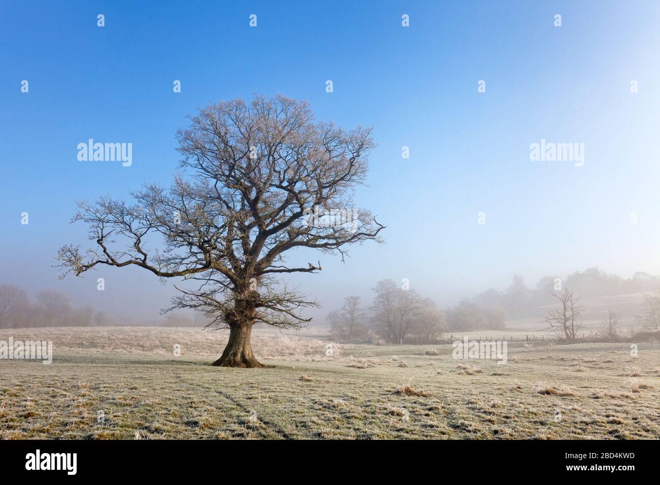 An oak tree in the Vale of Wardour, west of Tisbury in Wiltshire. Stock Photo