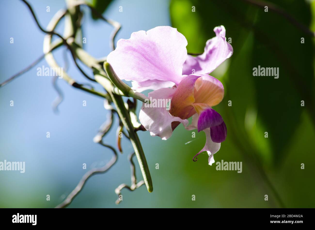 The Orchidaceae are a diverse and widespread family of flowering plants, with blooms that are often colourful . Stock Photo