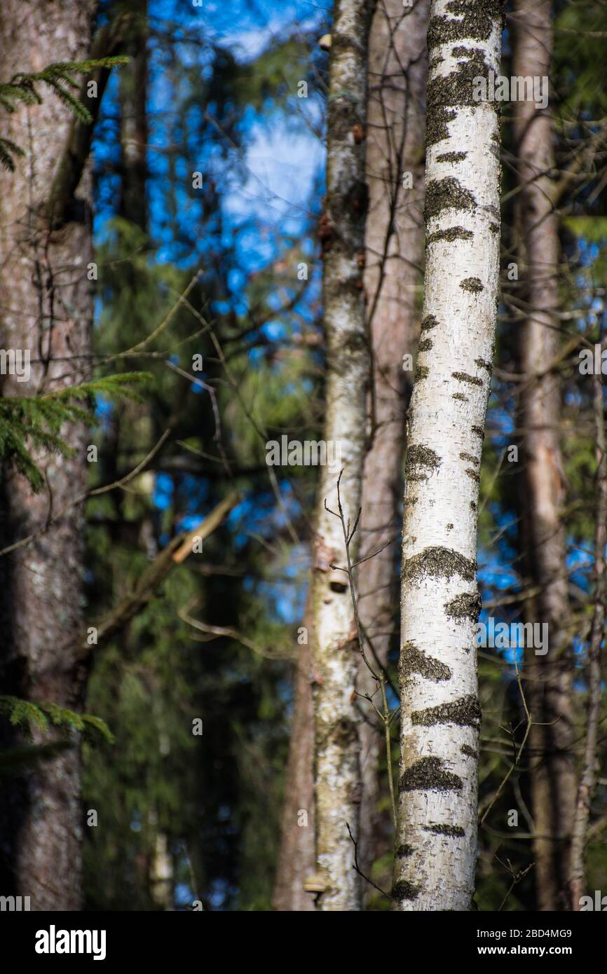 Trunk of a young birch in a forest in spring, vertical Stock Photo