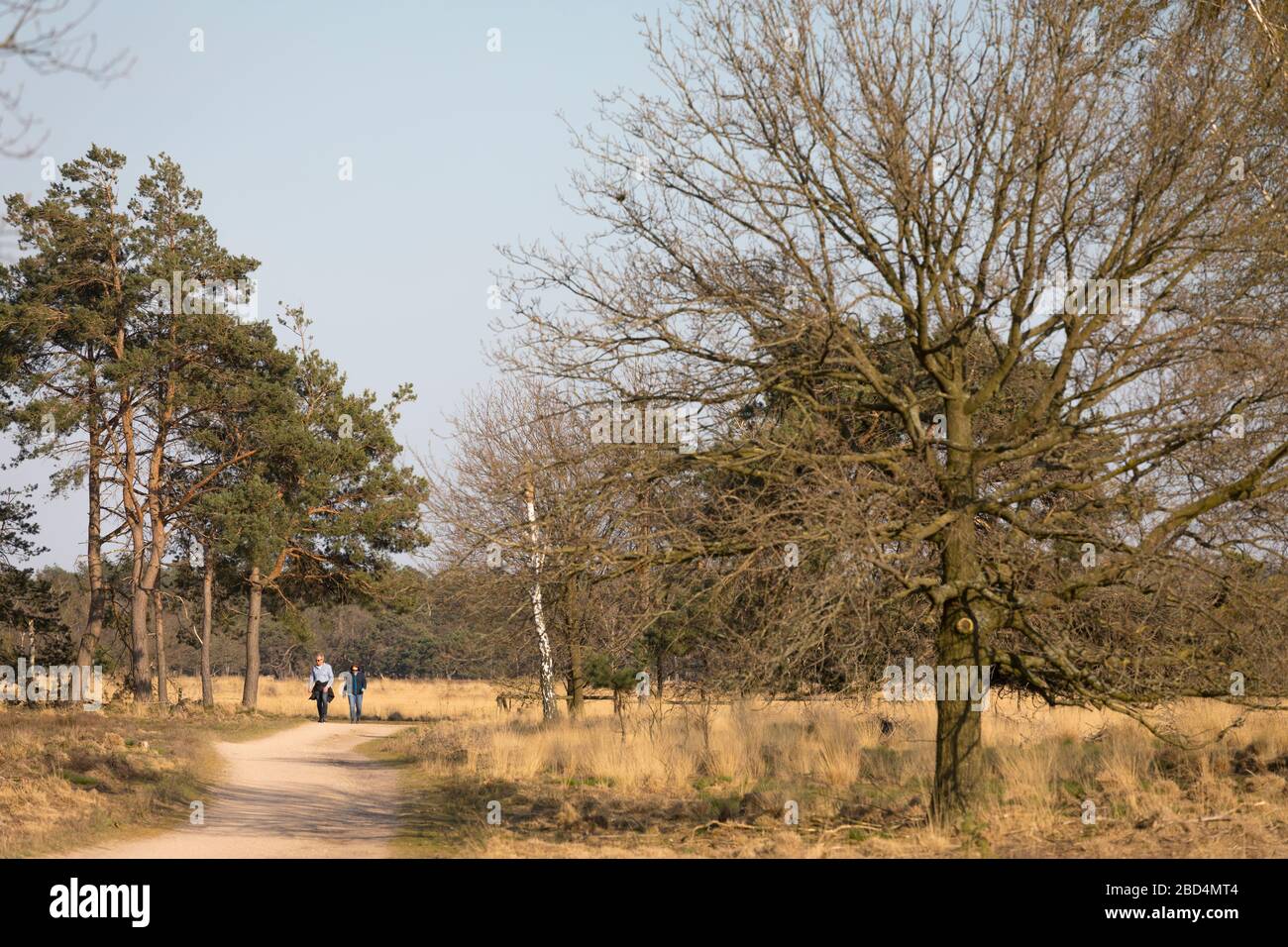 Couple walking at nature reserve 'Strabrechtse Heide' in spring, keeping a safe distance to others, Netherlands Stock Photo