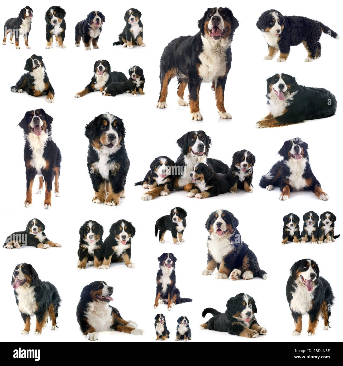 bernese mountain dog group