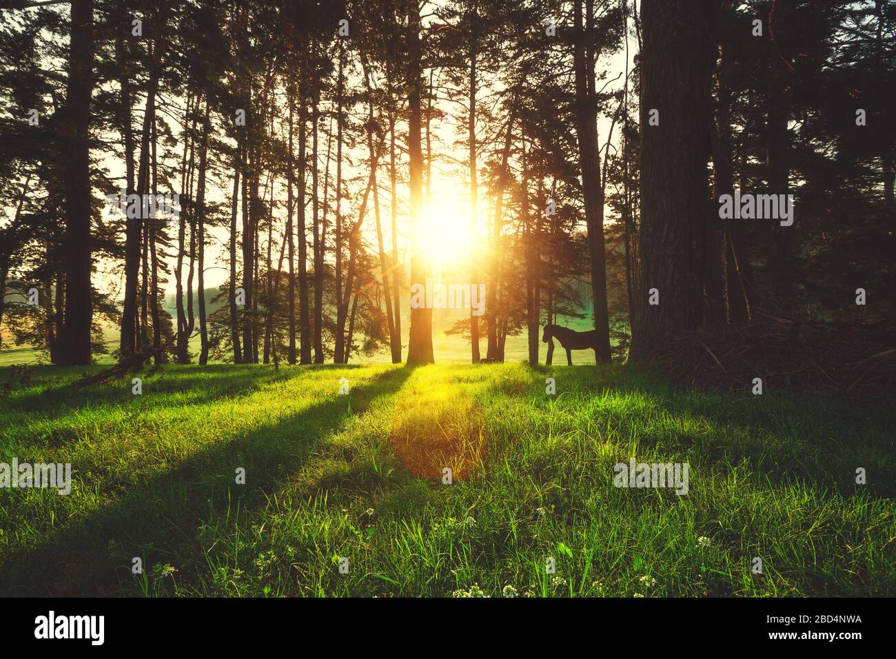 Sun through leaf hi-res stock photography and images - Alamy