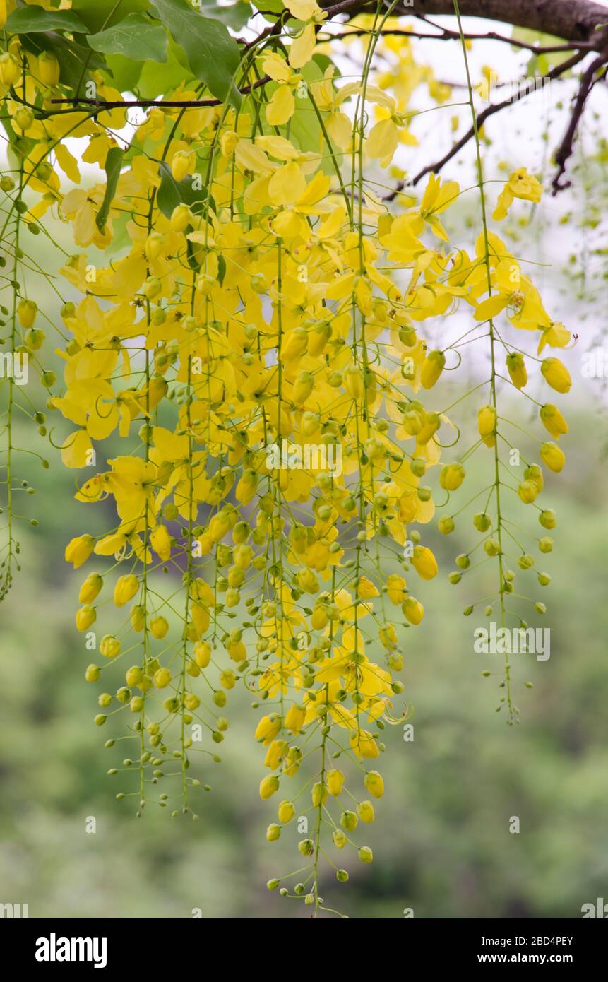 National tree of thailand hi-res stock photography and images - Alamy
