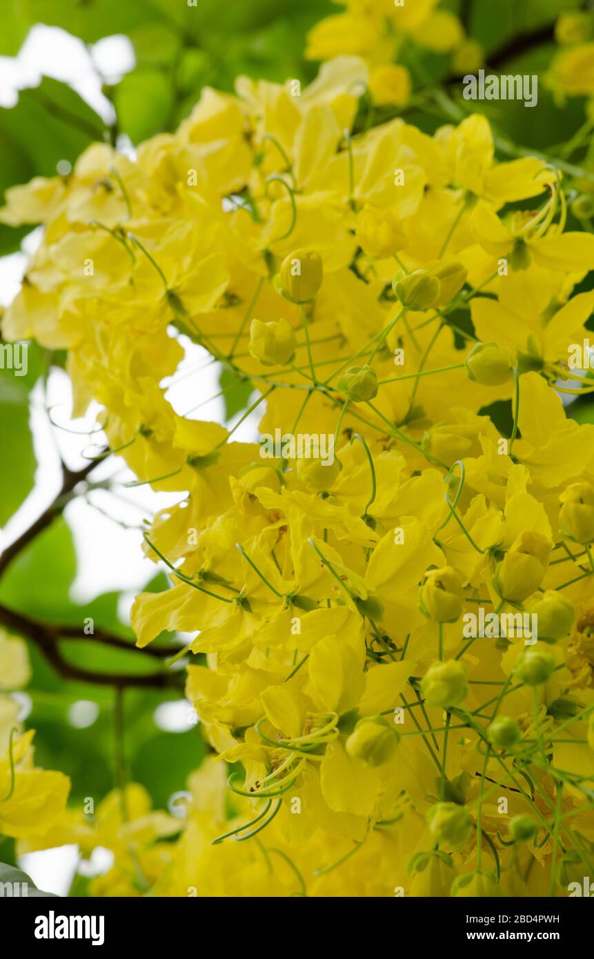 National tree of thailand hi-res stock photography and images - Alamy