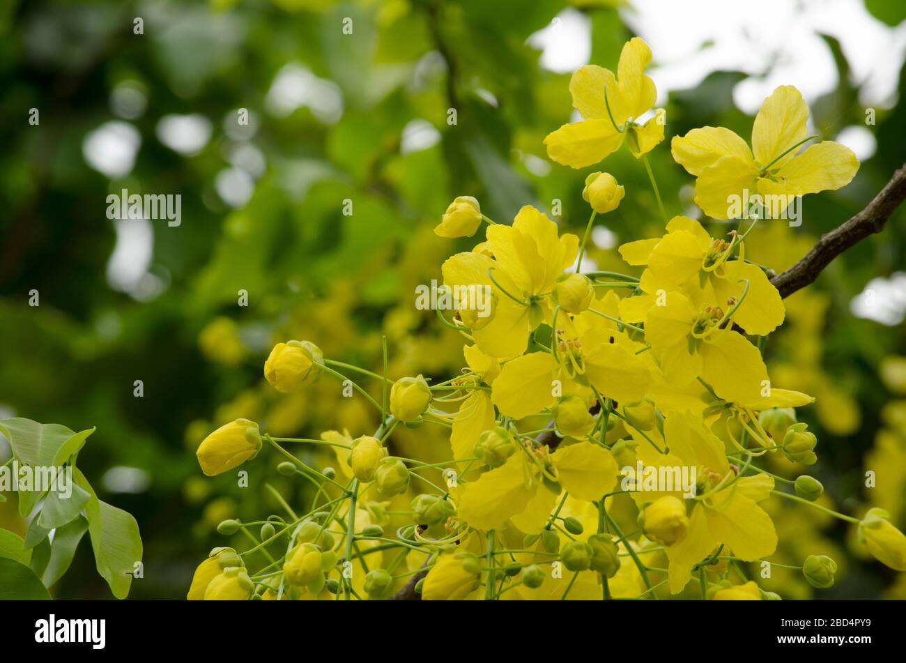 Cassia fistula is the national tree of Thailand, and its flower is