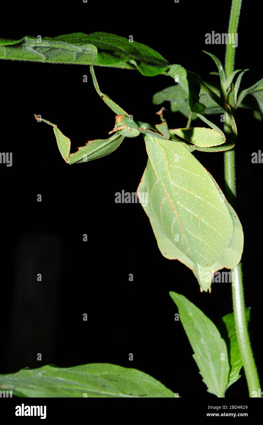 Phyllium bioculatum have extremely flattened, irregularly shaped bodies, wings, and legs. Stock Photo