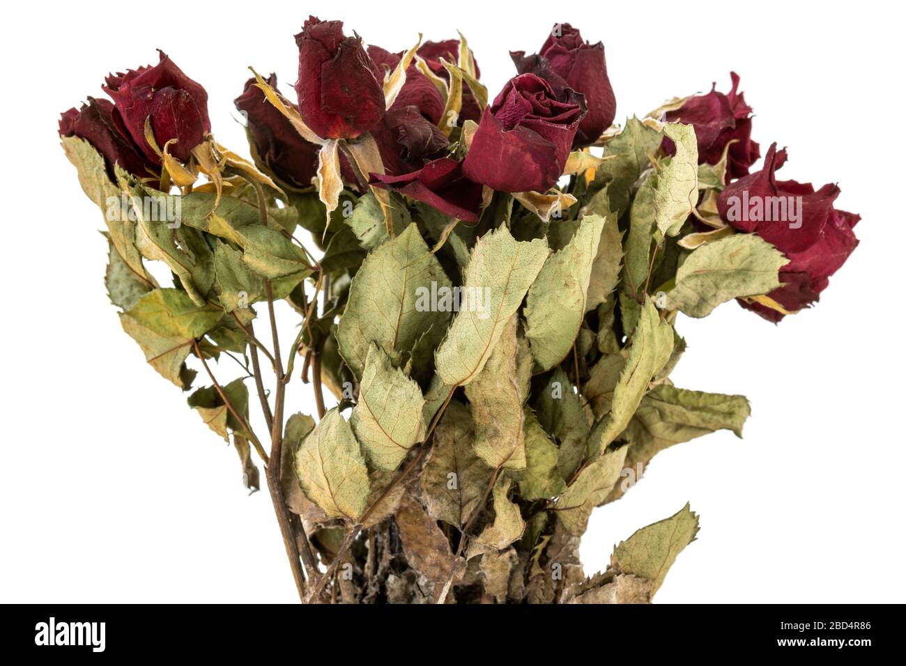 Bouquet of dried red rose flowers isolated on white background. Traditional symbol of a broken