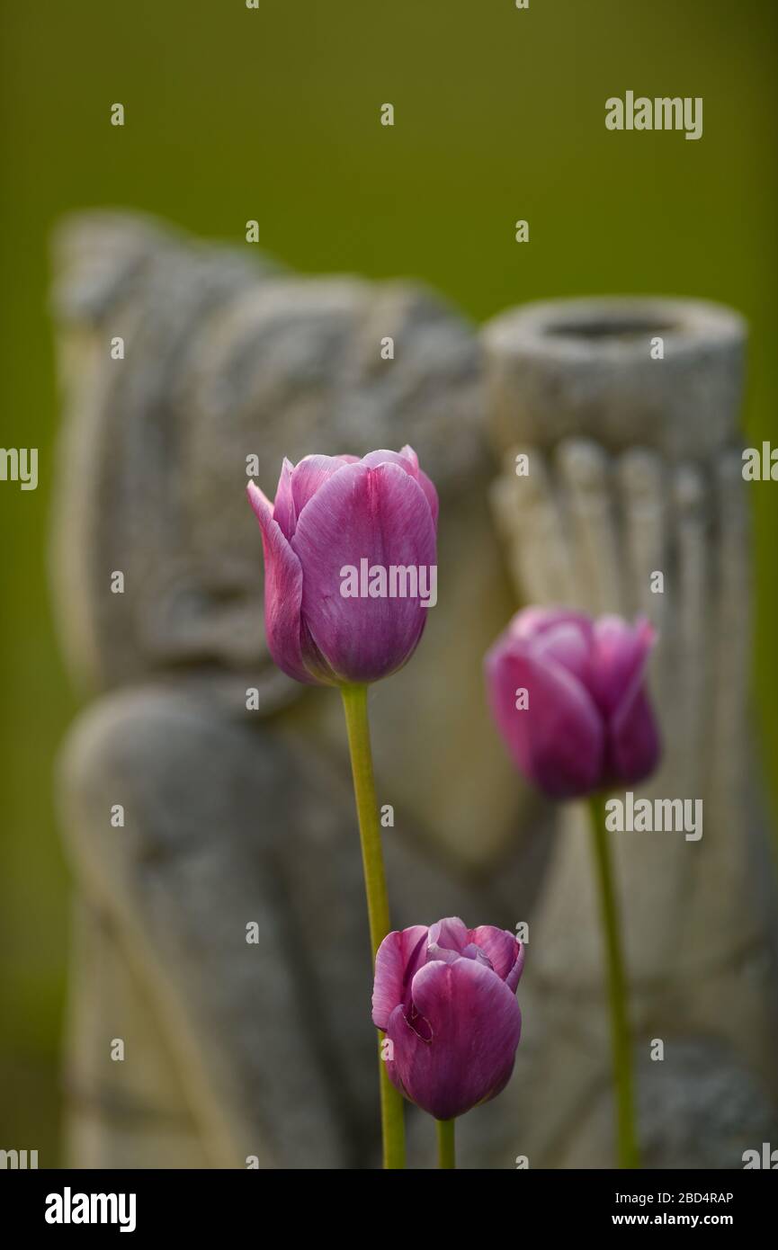 three pink tulips blooming in home garden with female garden decor statue behind holding up bowl with hands signifying thankfulness and appreciation Stock Photo