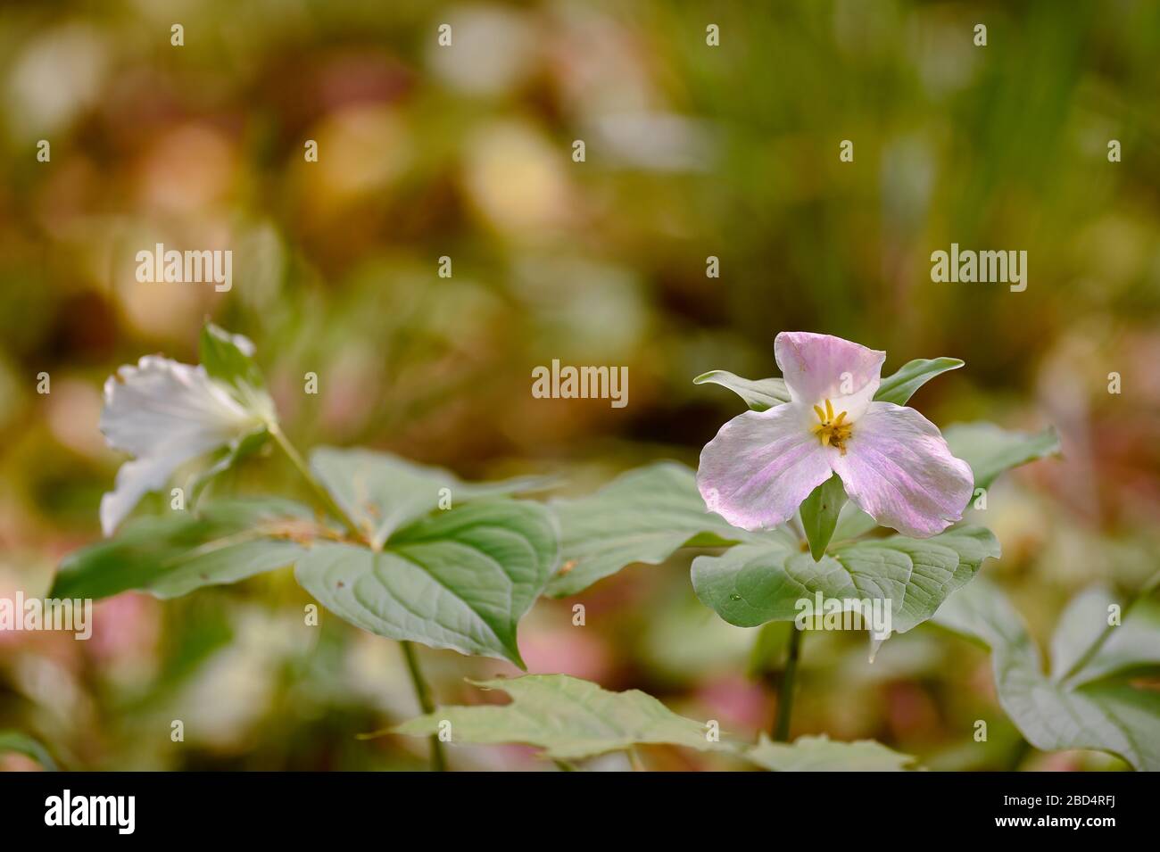 pink trillium flower blooming in early spring in woods horizontal format white trillium flower in background with green leaves showing Spring season Stock Photo