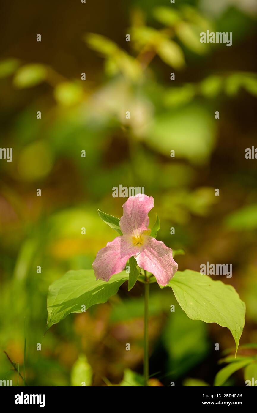 pink trillium flower blooming in early spring in woods vertical format white trillium flower in background with green leaves showing Spring season Stock Photo