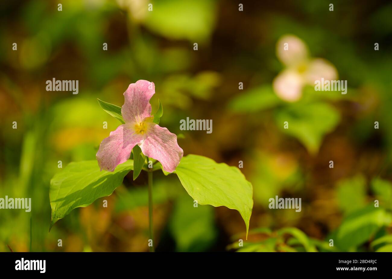pink trillium flower blooming in early spring in woods horizontal format white trillium flower in background with green leaves showing Spring season Stock Photo