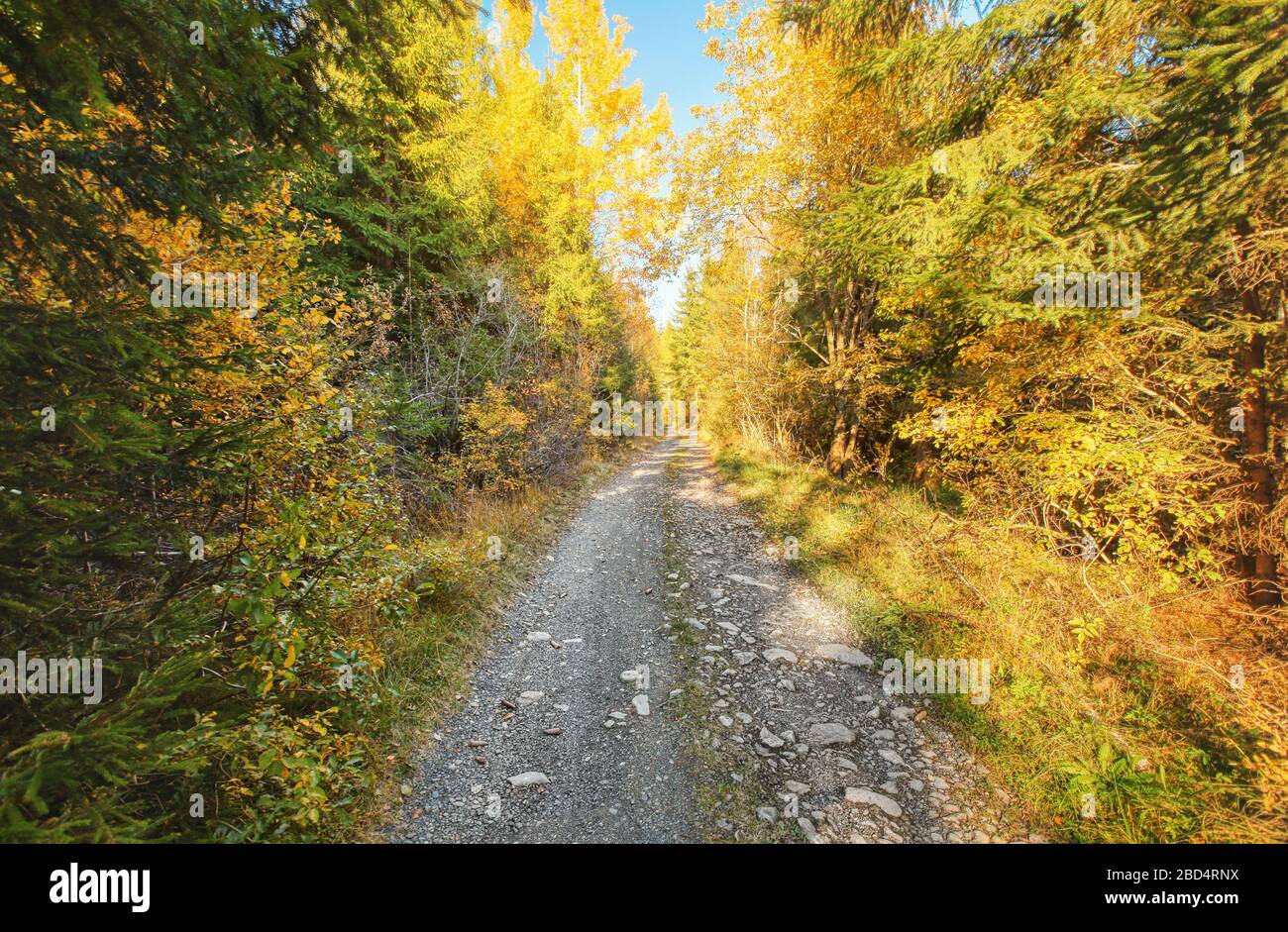 Dust And Rock Forest Road Autumn Coloured Trees On Both Sides Sun Backlight In Background Stock Photo Alamy