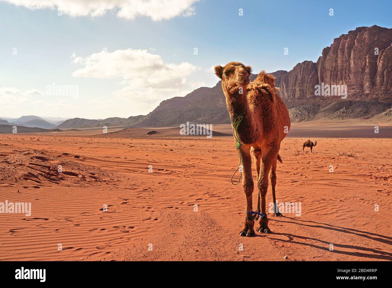 Two camels, one large animal in foreground, walking on orange red sand of  Wadi Rum desert, mountains background Stock Photo - Alamy