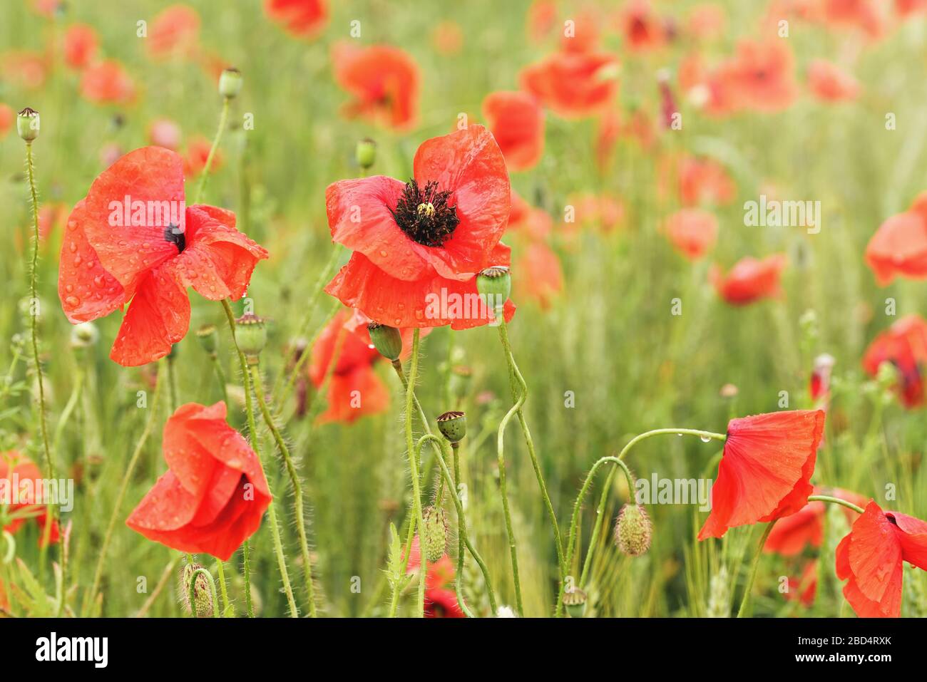 Bright red wild poppies covered with rain water drops growing in field ...