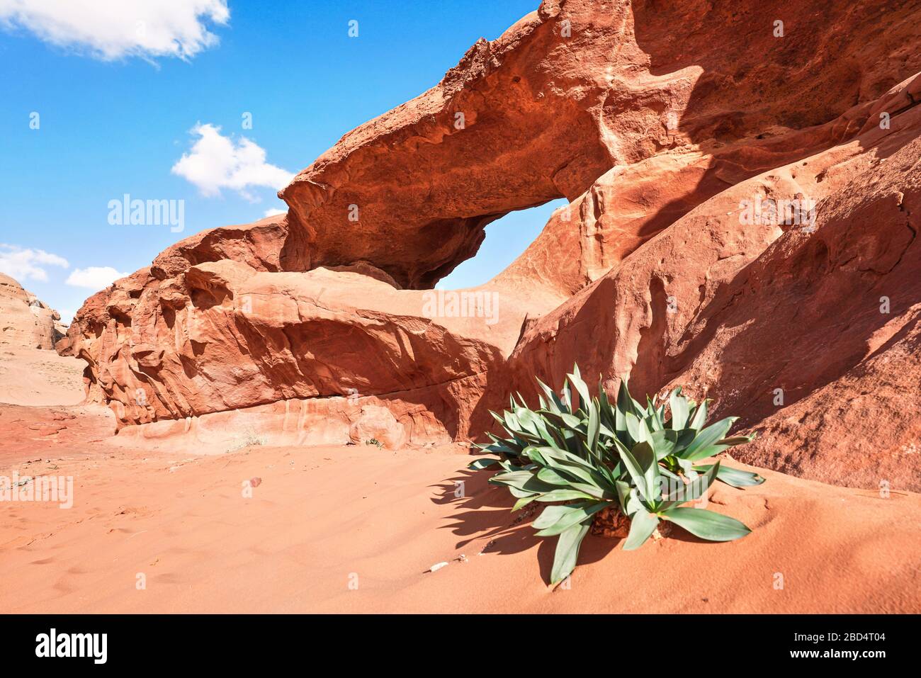 Little arc or small rock window formation in Wadi Rum desert, bright sun shines on red dust and rocks, Sea squill plant Drimia maritima in foreground Stock Photo