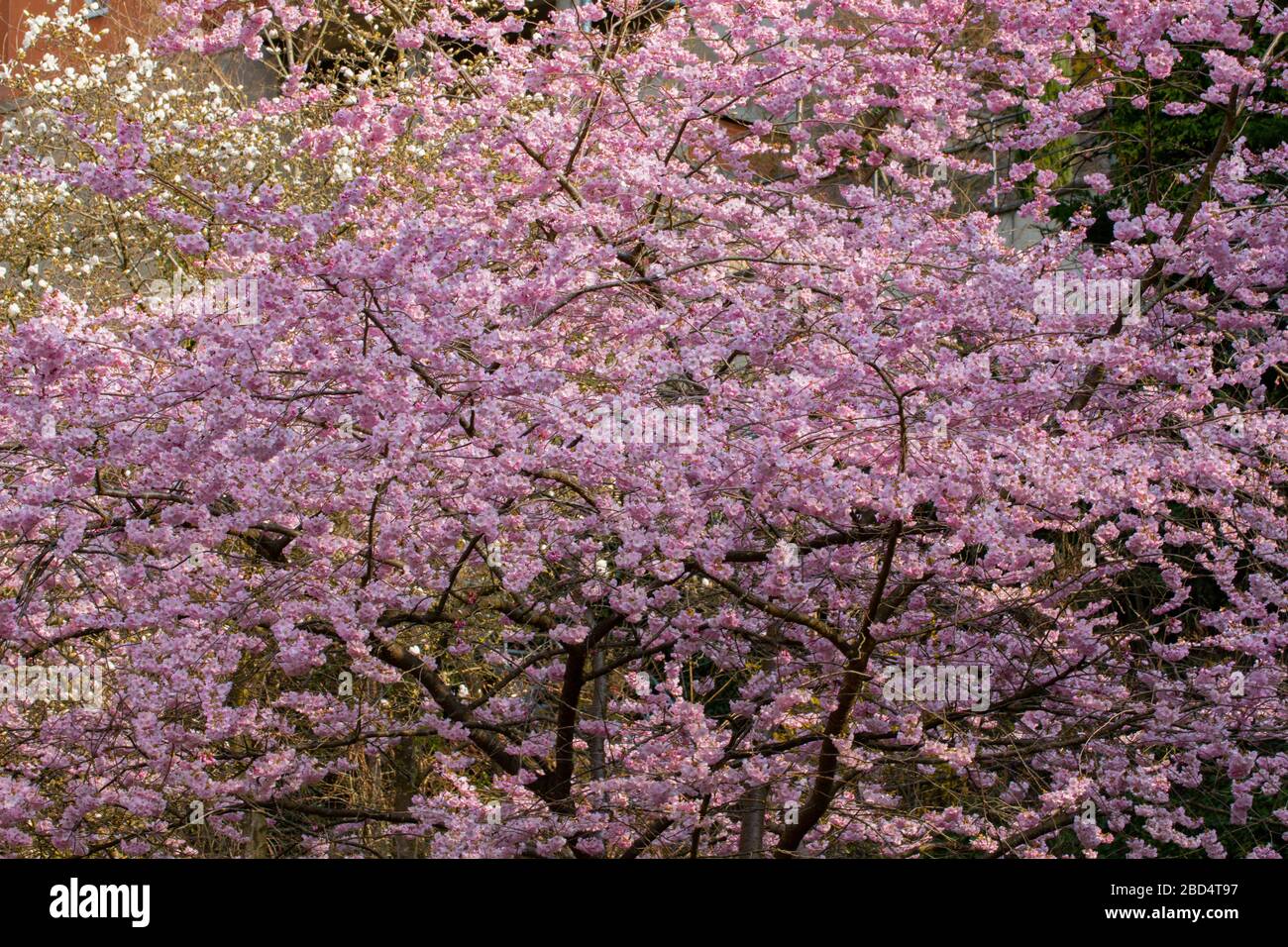 Ornamental cherry tree hires stock photography and images Alamy