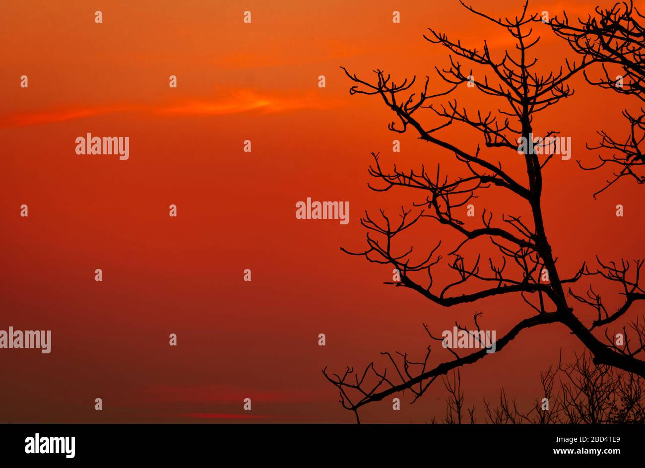Silhouette leafless tree and sunset sky. Dead tree on red sunset sky ...
