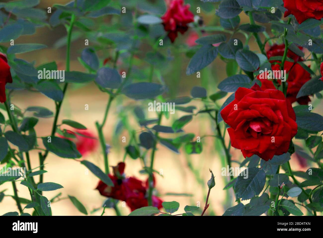 Enchanting rose garden hi-res stock photography and images - Alamy