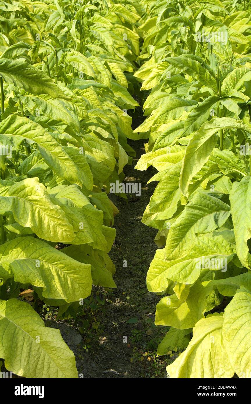 Tobacco farm in Kaohsiung Taiwan Stock Photo