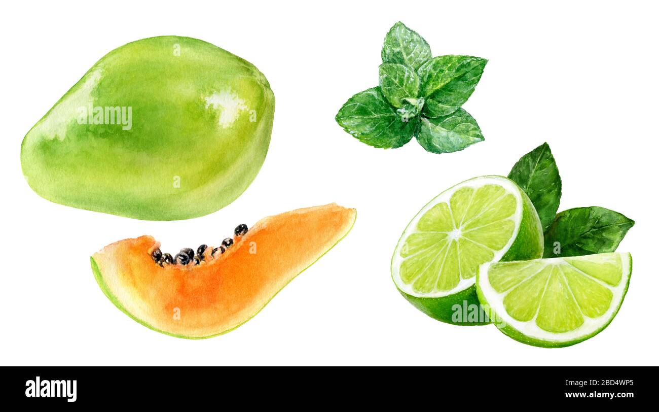 Papaya lime mint watercolor illustration isolated on white background
