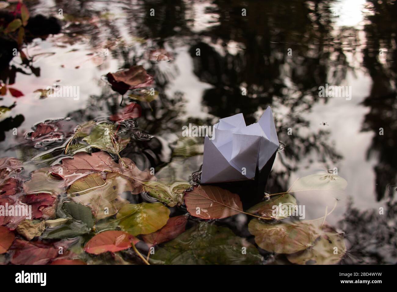 Paper boat on the water. Autumn leaves swim in the lake. Reflection in the water. Stock Photo