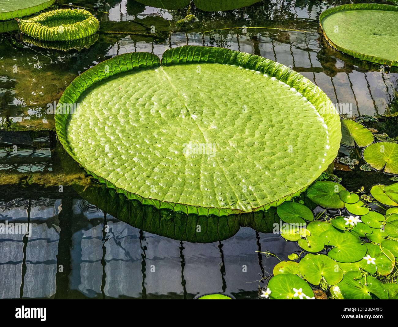 Santa Cruz Water Lily at Kew Gardens Stock Photo