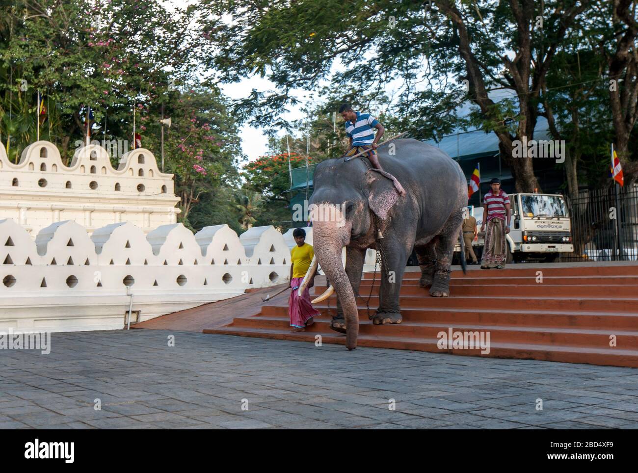 A ceremonial elephant is lead by mahouts down a stairway within the temple of the Sacred Tooth Relic at Kandy in Sri Lanka prior to the Esala Perahera Stock Photo