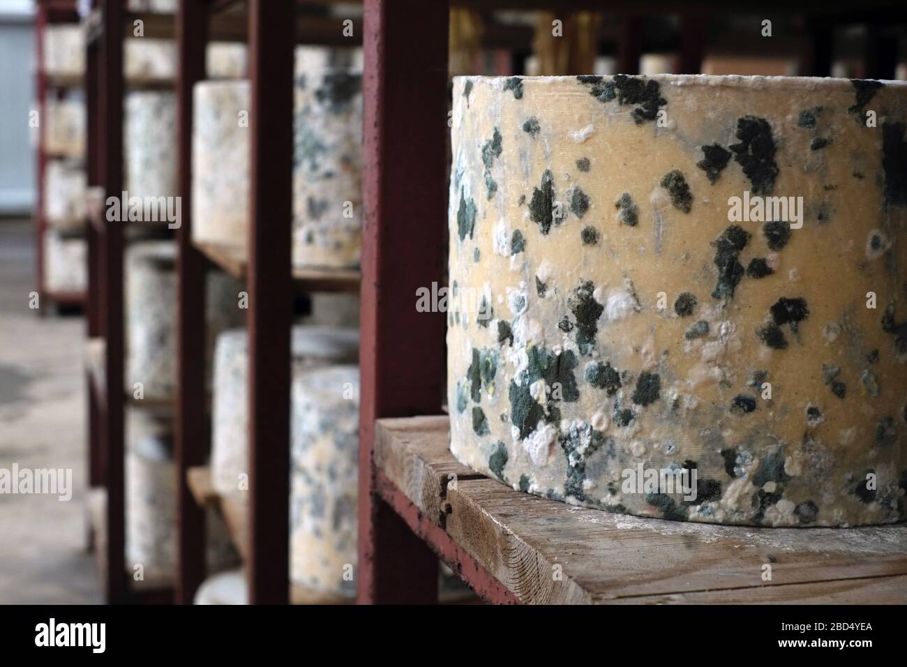 James Montgomery's raw-milk cheddar truckles in the maturing room Stock Photo