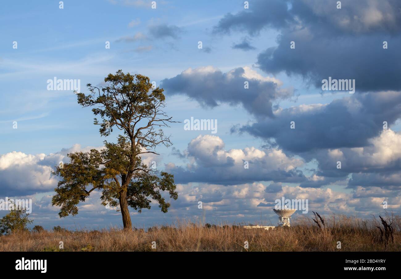 Tree horizon with golden field hi-res stock photography and images - Alamy