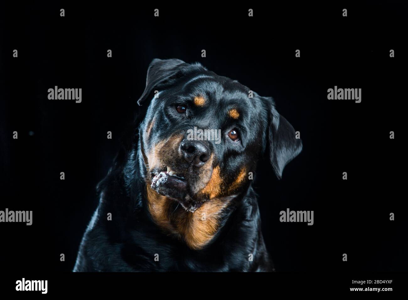 Studio portrait of a Rottweiler with head cocked to one side Stock Photo
