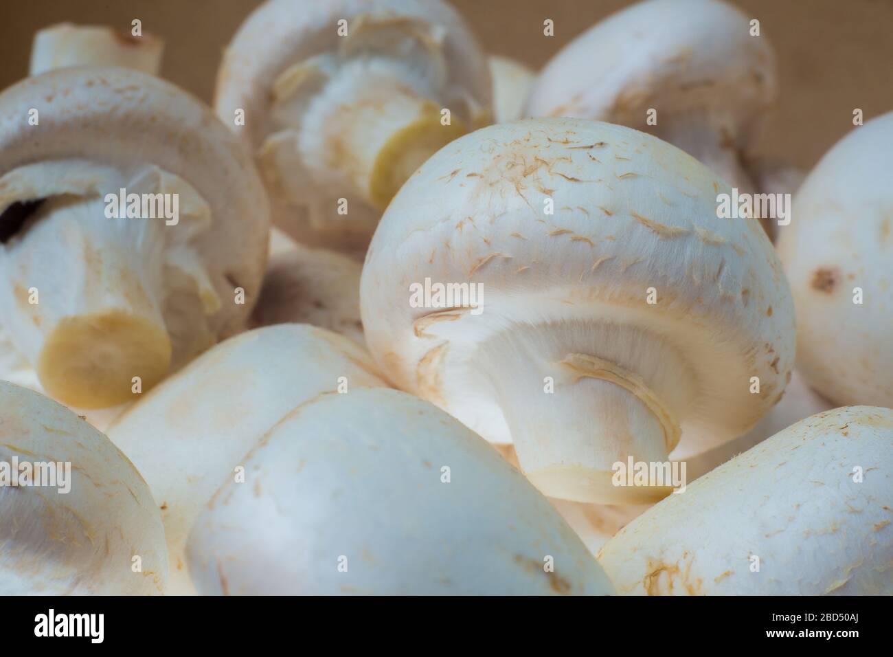 https://c8.alamy.com/comp/2BD50AJ/close-up-bunch-of-fresh-picked-mushrooms-on-the-table-ready-for-food-preparing-healthy-nutrition-bio-organic-grown-meal-2BD50AJ.jpg