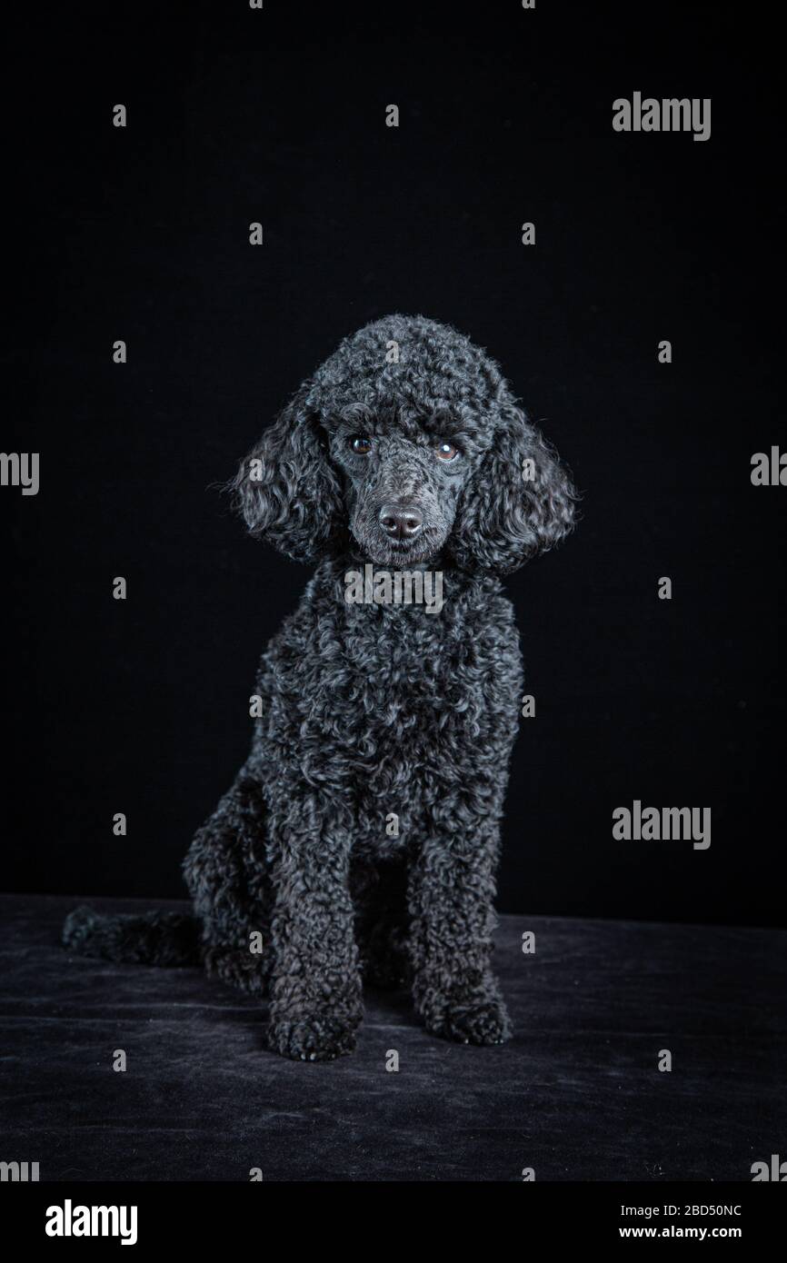 Studio portrait of a miniature poodle against a black background Stock Photo