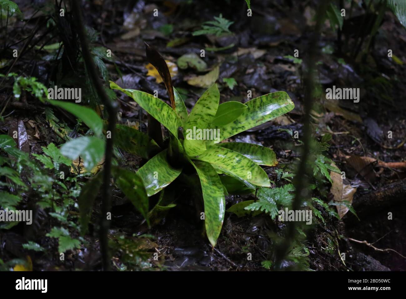 Bromeliads Plant, Monteverde Forest, Costa Rica Stock Photo