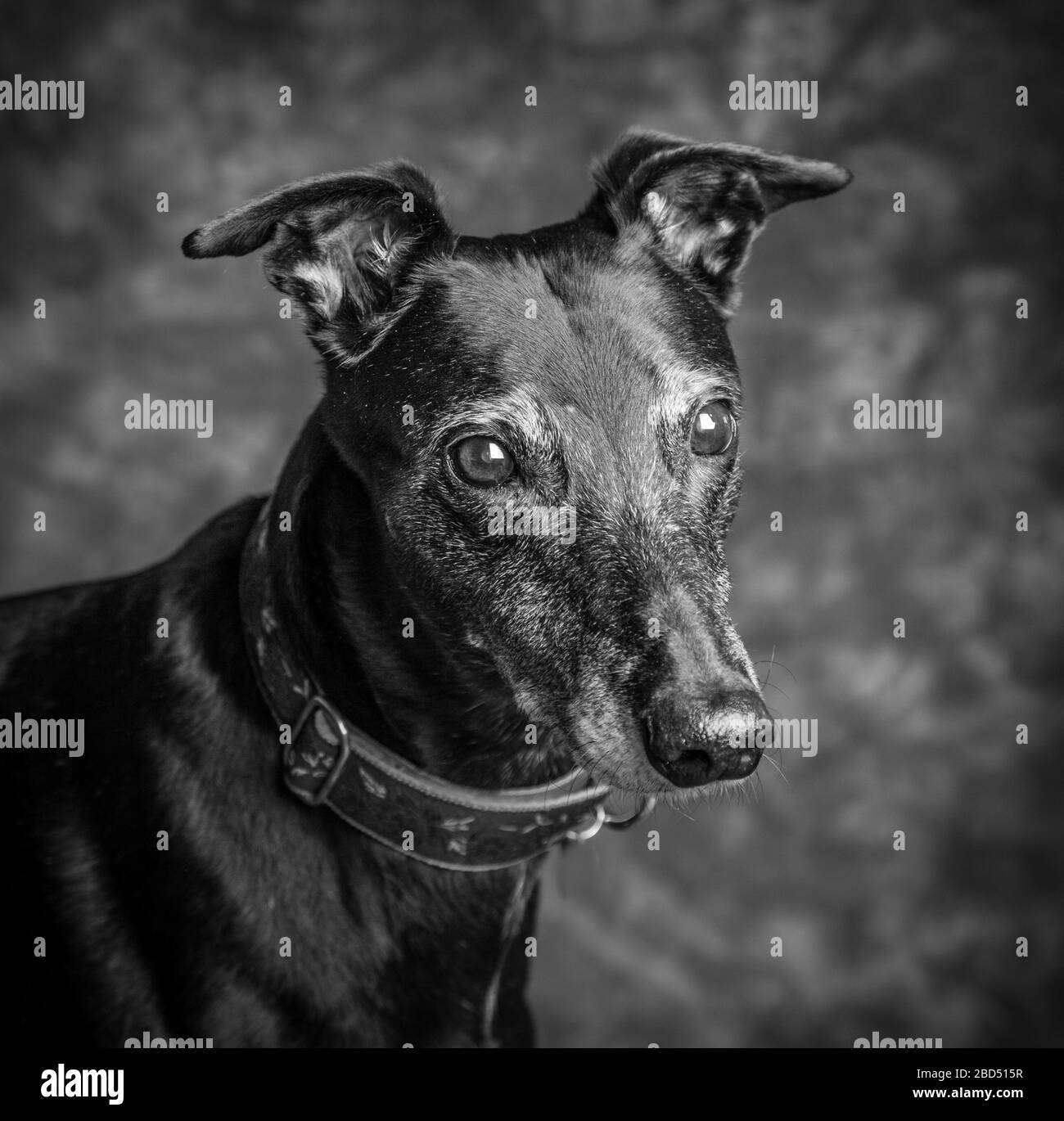 Black and white portrait of greyhound Stock Photo - Alamy