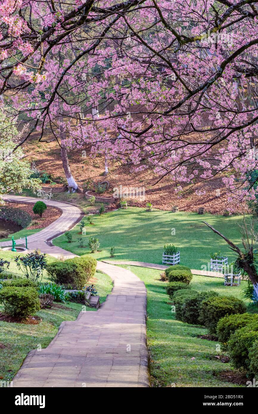 Autumn cherry blossom in himalayan state shillong Stock Photo Alamy