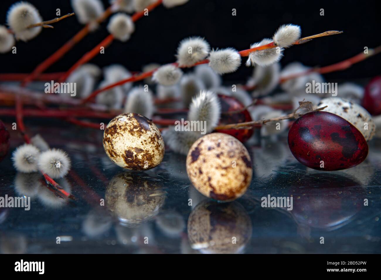 Easter composition of willow branches and colored eggs reflected in the ...