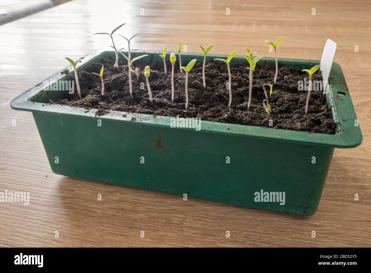 Small tomato seedlings in a seed tray filled with compost, about one