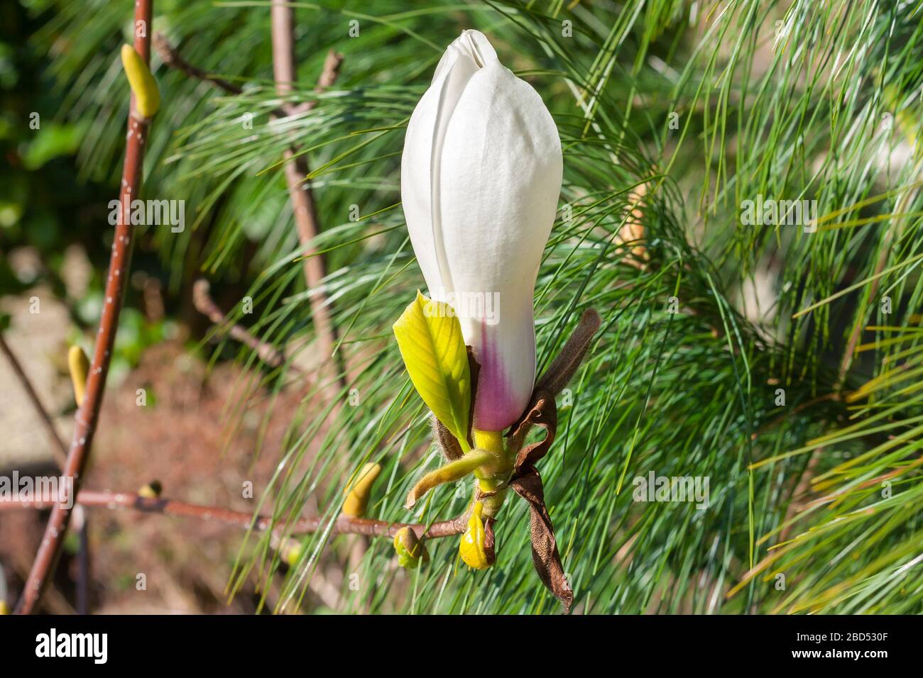 Large pink and white Magnolia flower also known as tulip flower. Latin