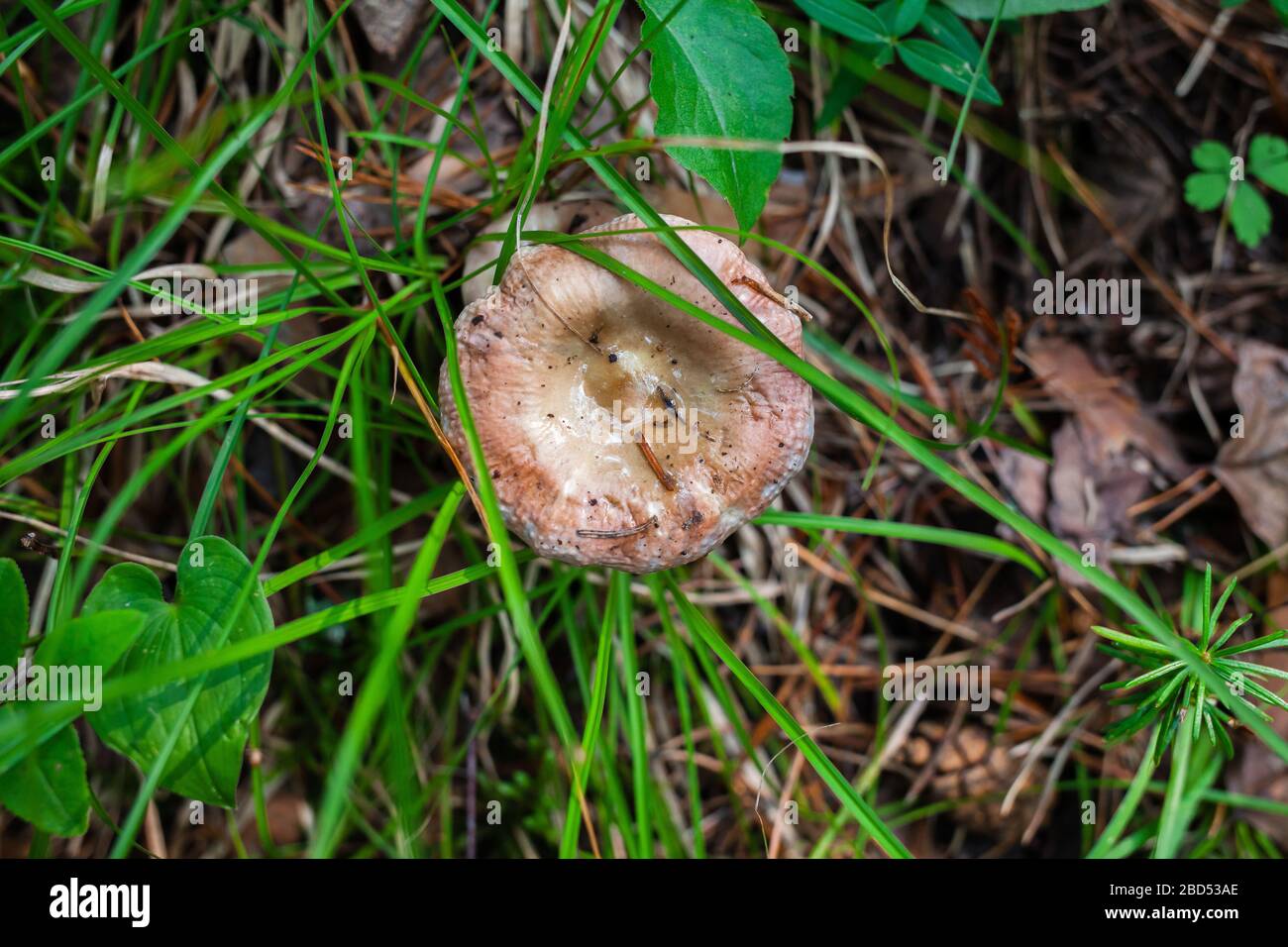 brown russula hid under forest debris and grass Stock Photo