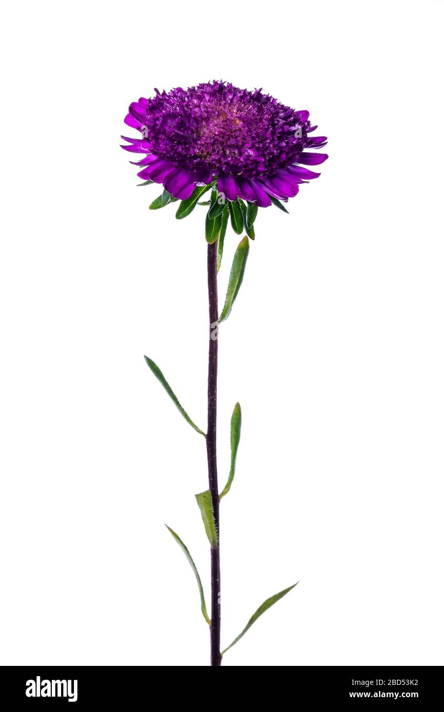 Violet chinese aster isolated on white background Stock Photo