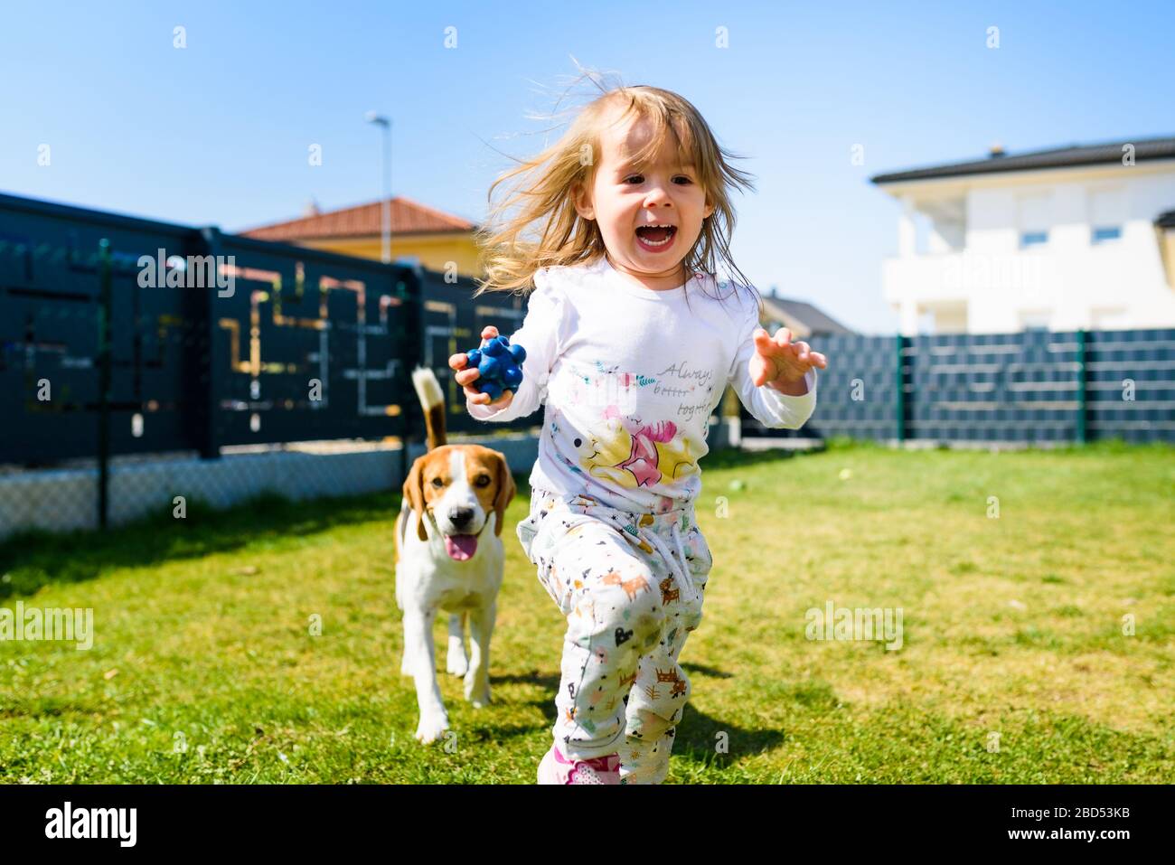 Child playing with beagle dog best friend in backyard on sunny spring day. Stock Photo