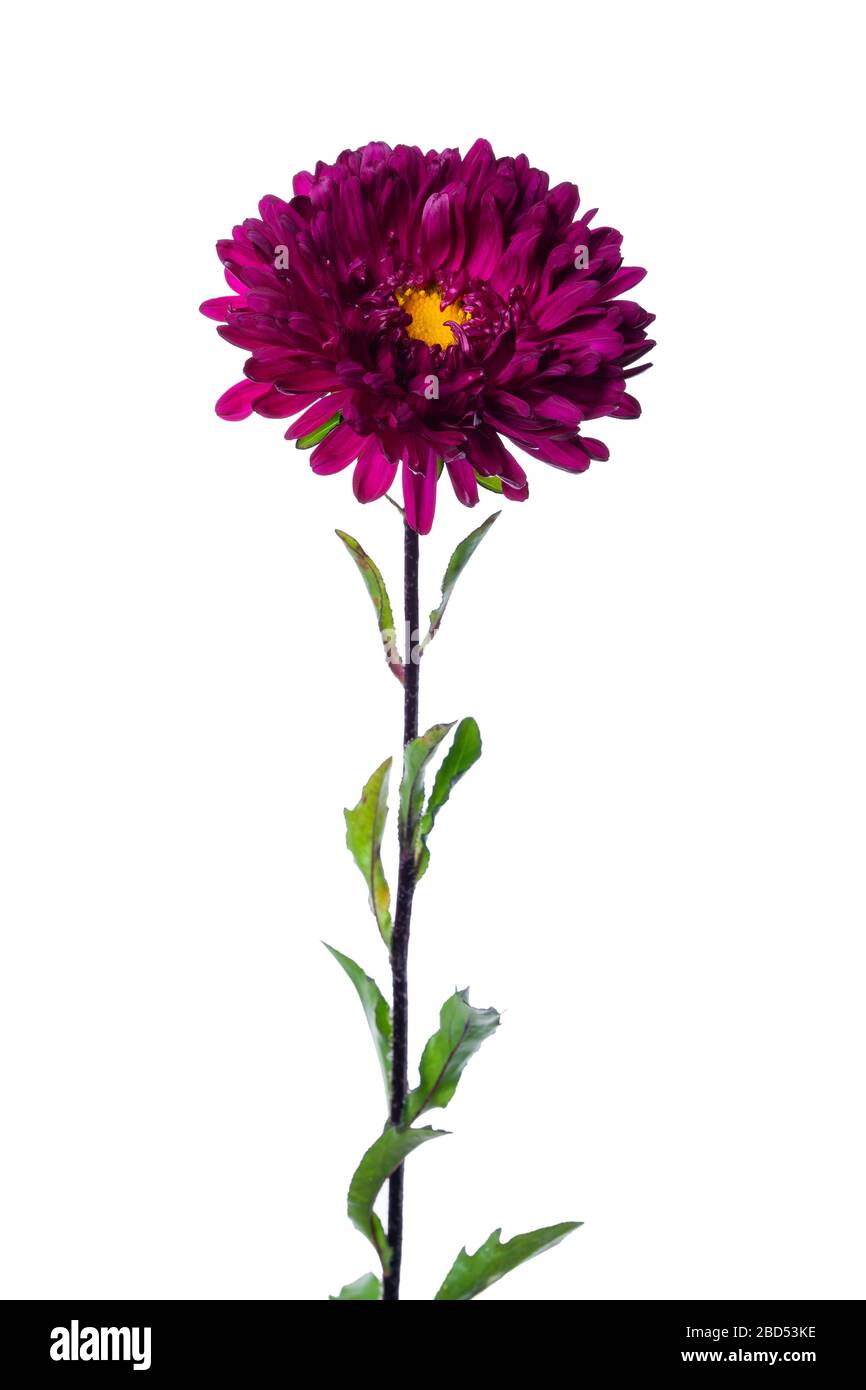 purple chinese aster isolated on white background Stock Photo
