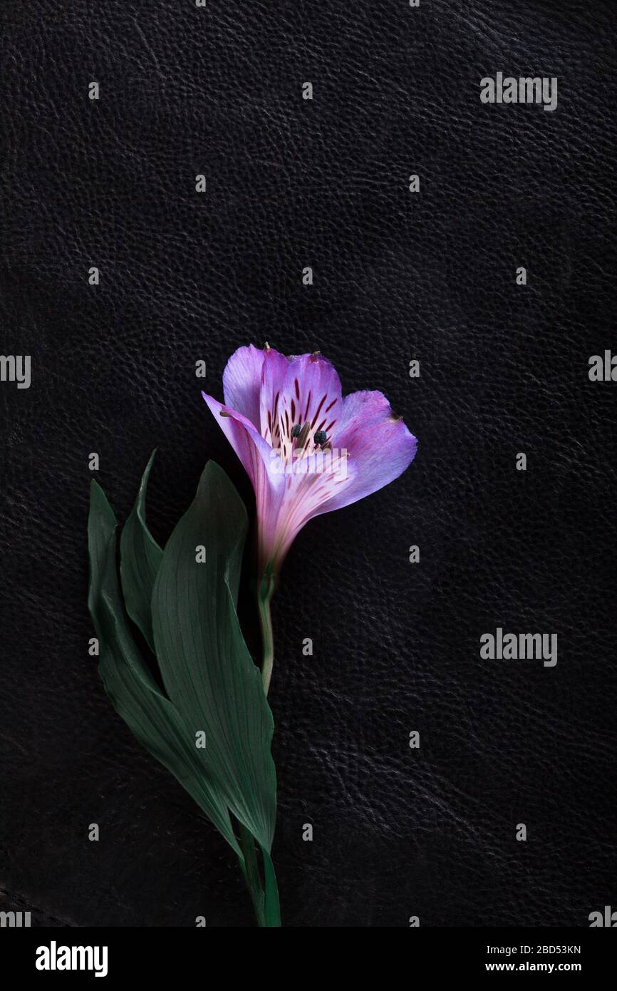 bright contrasting flower on a black substrate Stock Photo