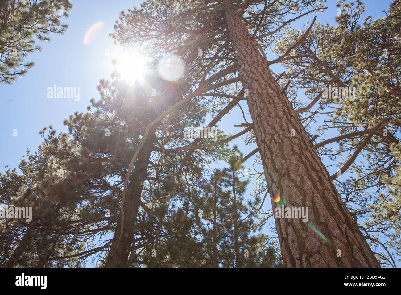 Pine trees at San Jacinto Mountain accessed by Palm Springs Aerial tramway, California, United States of America Stock Photo