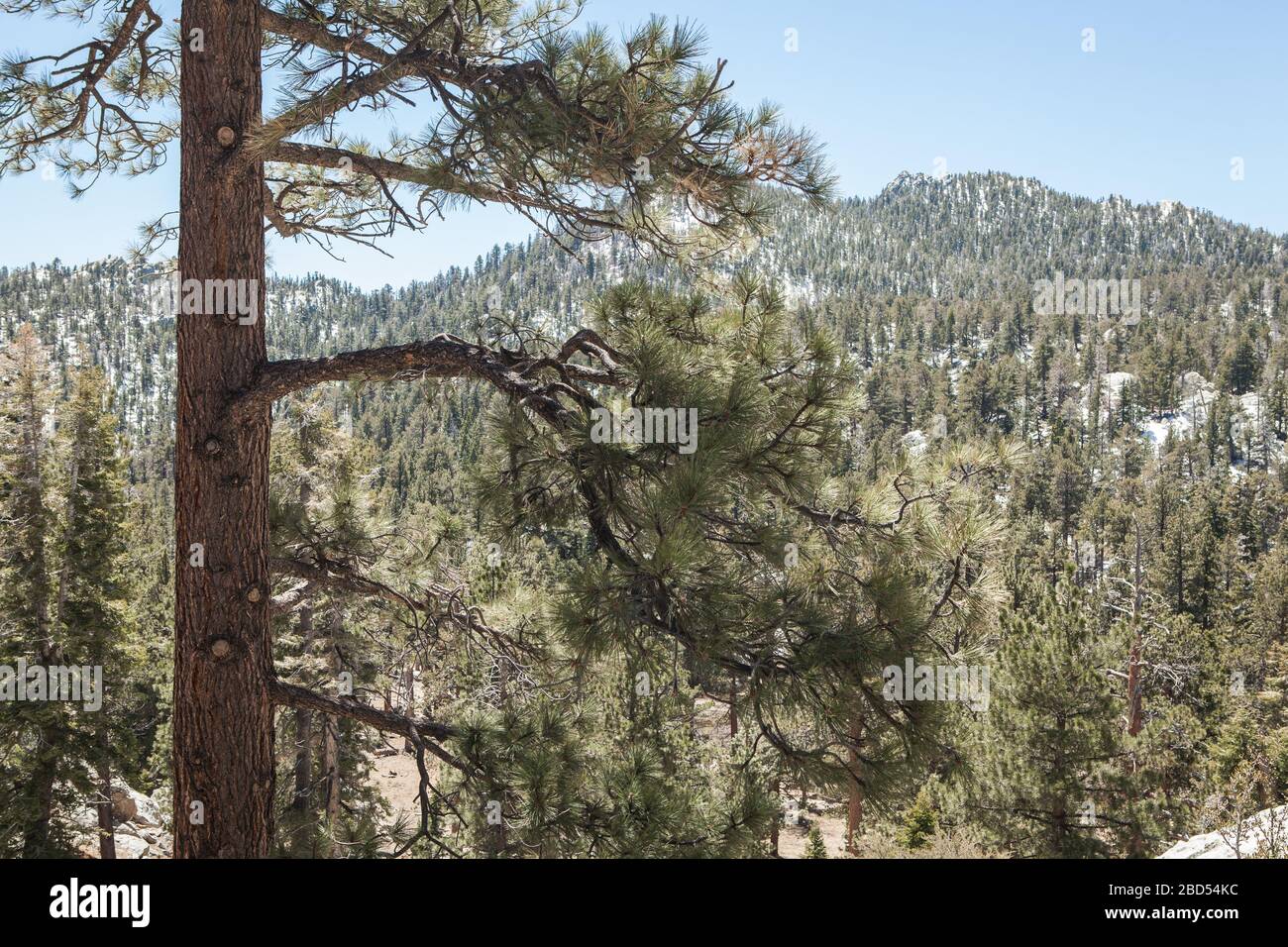 Pine trees at San Jacinto Mountain accessed by Palm Springs Aerial tramway, California, United States of America Stock Photo